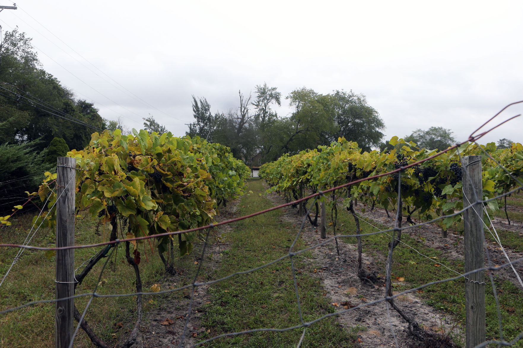 092916_nws_harvest